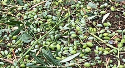 coldiretti-puglia-danni-oliveti-vigneti-Cronaca