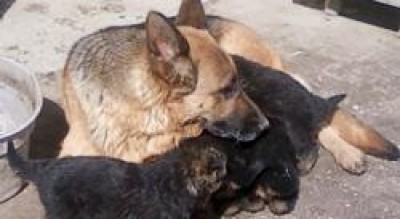 comune-foggia-emergenza-caldo-ordinanza-animali-affezione-Cronaca