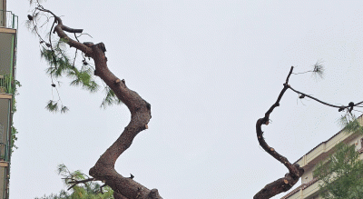 gestione-verde-pubblico-foggia-denuncia-forum-patto-verde-Società