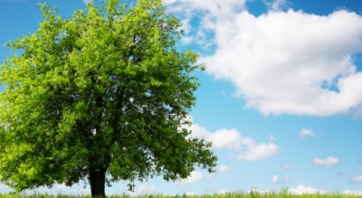 festa-dell-albero-legambiente-porta-il-verde-urbano-a-scuola-Società