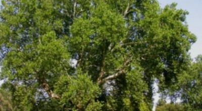 villani-filcams-cgil-sciopero-lavoratori-verde-comune-foggia-Cronaca