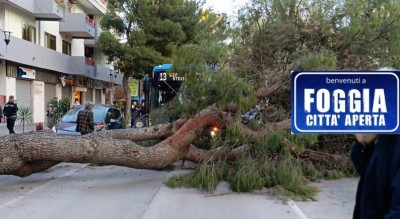 albero caduto viale europa