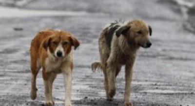 comune-foggia-proprietari-cani-deiezioni-liquide-animali-Cronaca