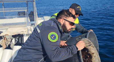 pesca-di-frodo-sequestrati-1200-ricci-mare-sanzionati-sub-a-mattinata-Cronaca