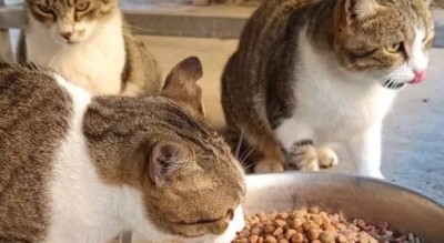 parte-il-crowdfunding-per-la-colonia-felina-degli-ospedali-riuniti-Società