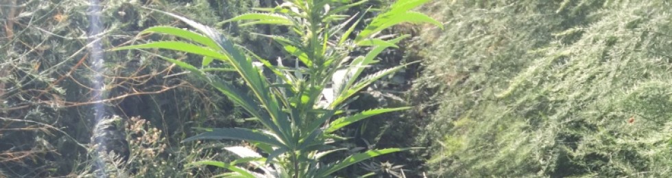 marijuana