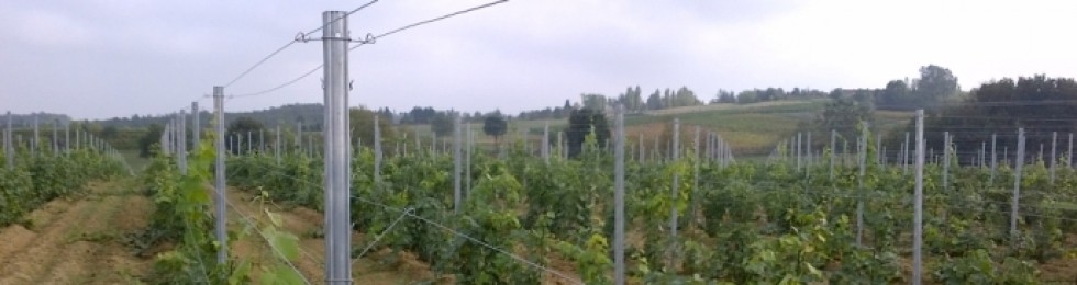 pali vigneto