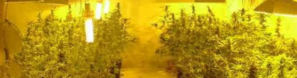 SERRA MARIJUANA