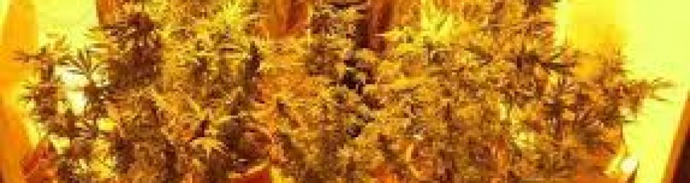 marijuana