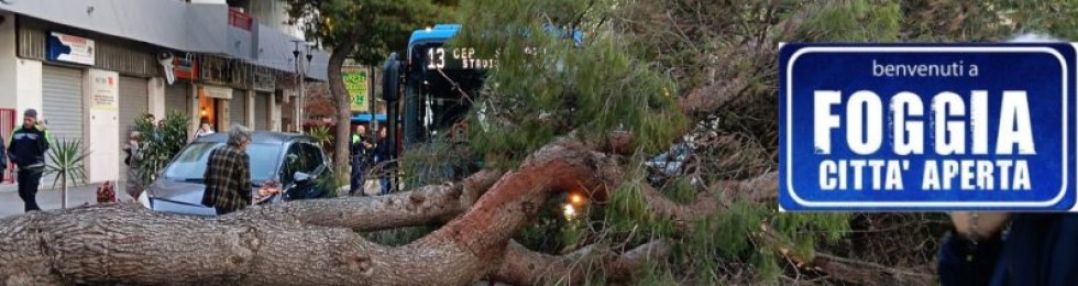 ..albero caduto viale europa
