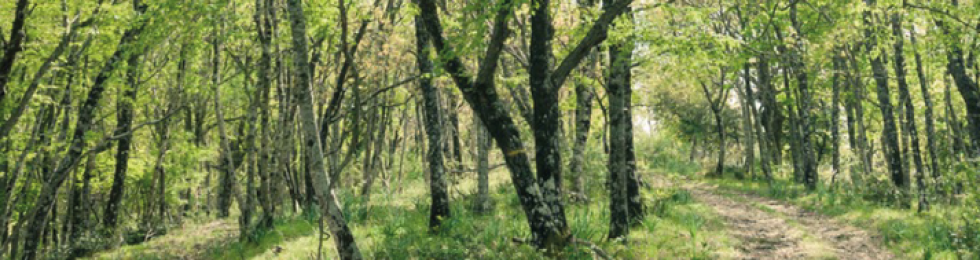 ..foresta